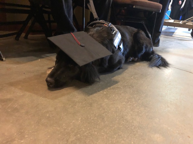 Service dog at commencement